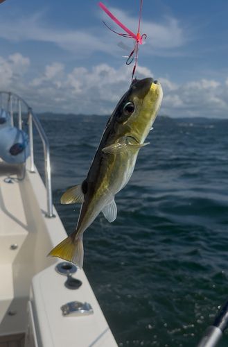 シロサバフグの釣果
