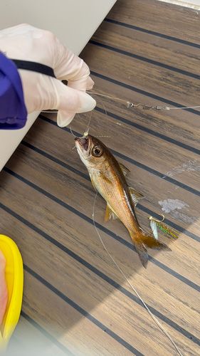 ムツの釣果