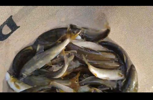 アユの釣果