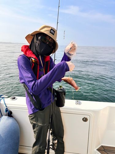 イソベラの釣果