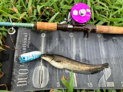 ナマズの釣果