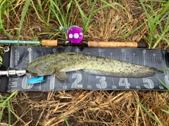 ナマズの釣果