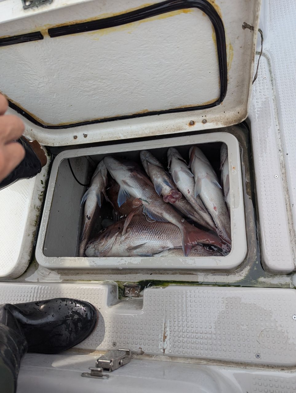 真鯛ハンタ～山ちゃんさんの釣果 2枚目の画像