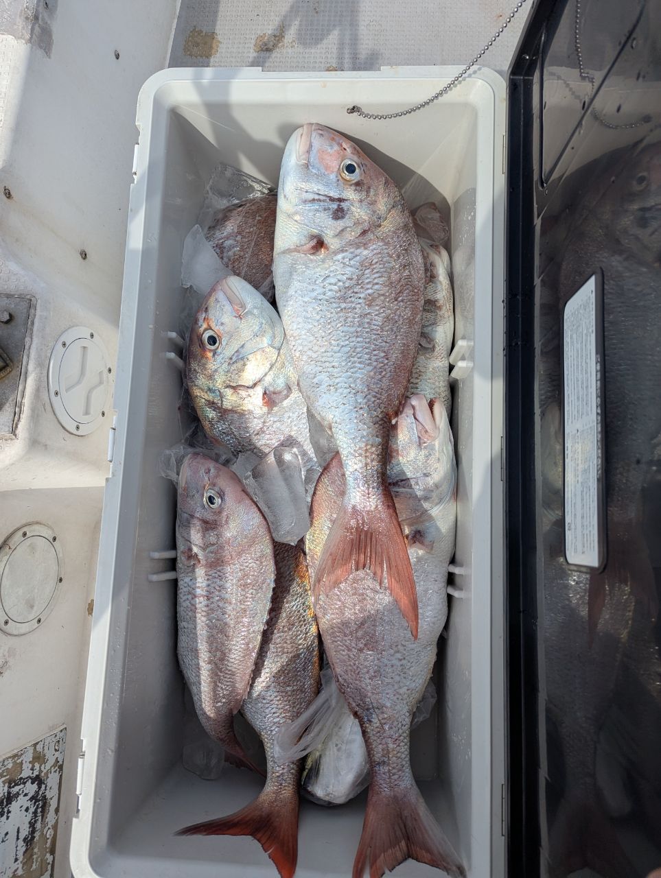 真鯛ハンタ～山ちゃんさんの釣果 3枚目の画像