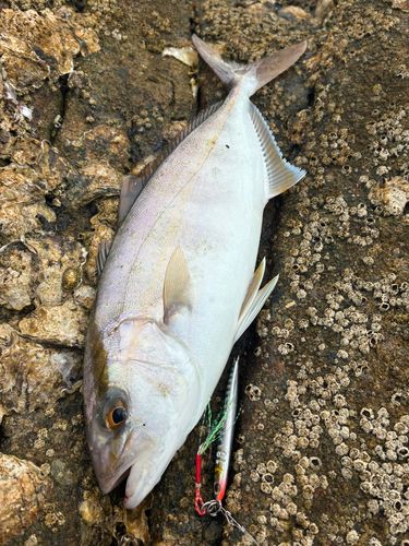 ネリゴの釣果