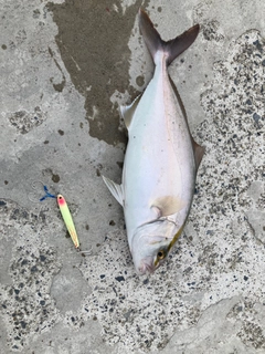 ショゴの釣果