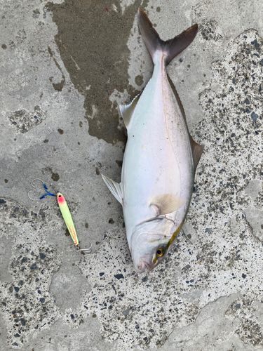ショゴの釣果