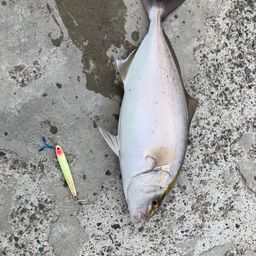 ショゴ