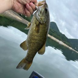 スモールマウスバス