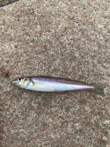 キスの釣果