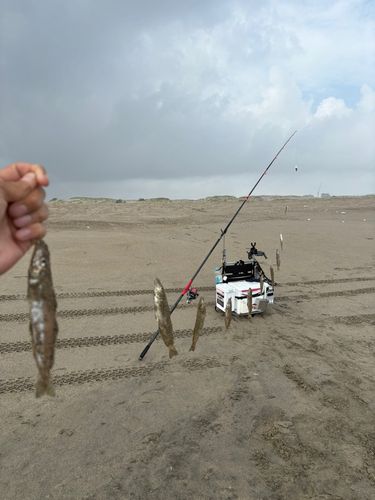 日川浜海岸