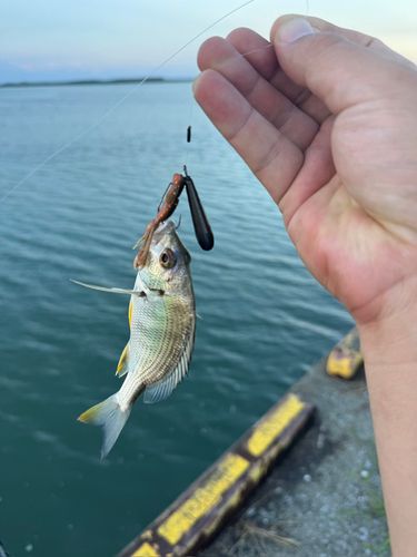 キビレの釣果
