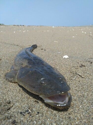 マゴチの釣果