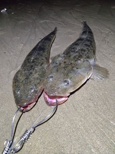 マゴチの釣果