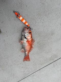 アカムツの釣果