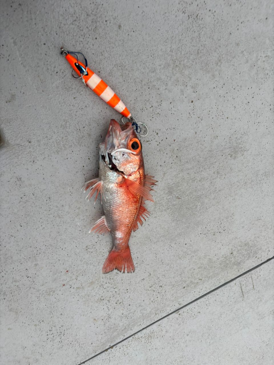 Mackey-jiggingさんの釣果 1枚目の画像