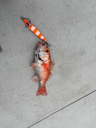 アカムツの釣果