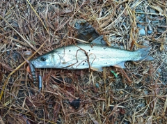 ウグイの釣果
