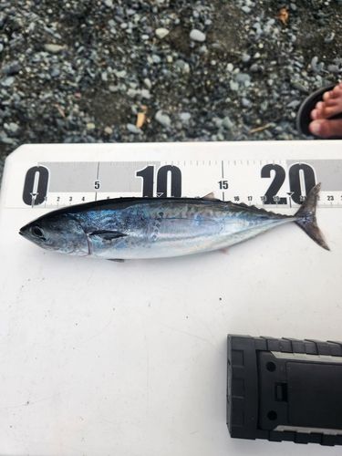 ソウダガツオの釣果