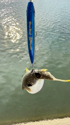 フグの釣果