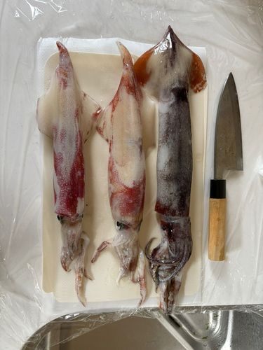 マイカの釣果