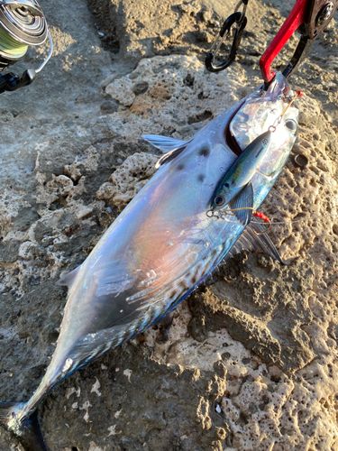 スマガツオの釣果