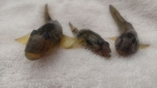 マハゼの釣果