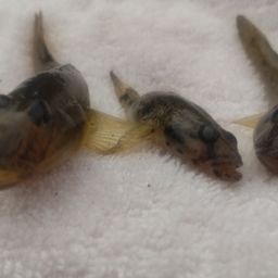 マハゼ