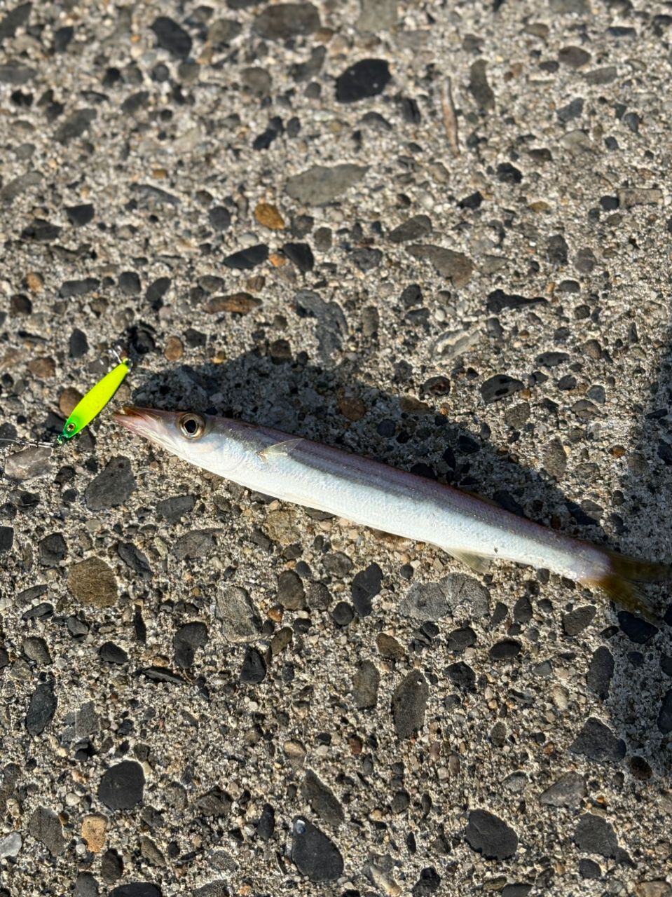カマス