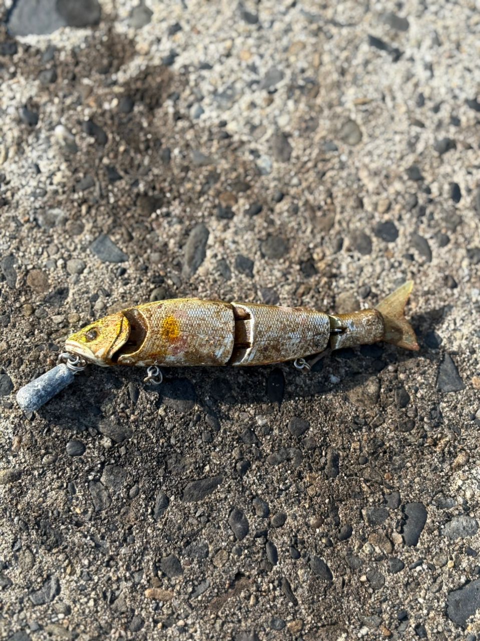 カマス
