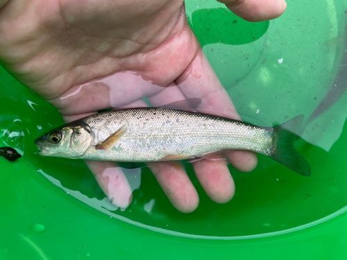 ウグイの釣果