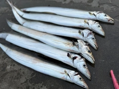 テンジクタチの釣果