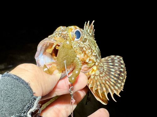ガシラの釣果