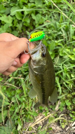 ブラックバスの釣果