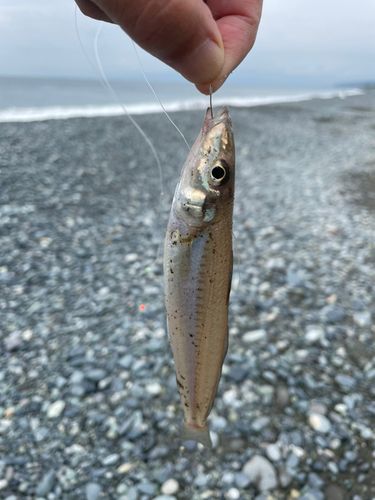 キスの釣果