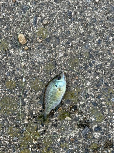 ブルーギルの釣果