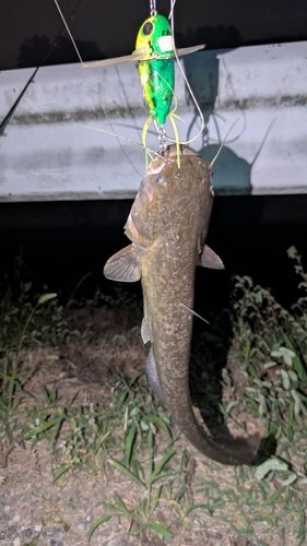 ナマズの釣果