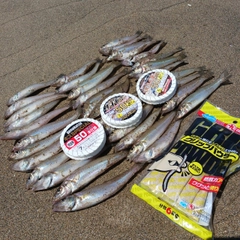 シロギスの釣果
