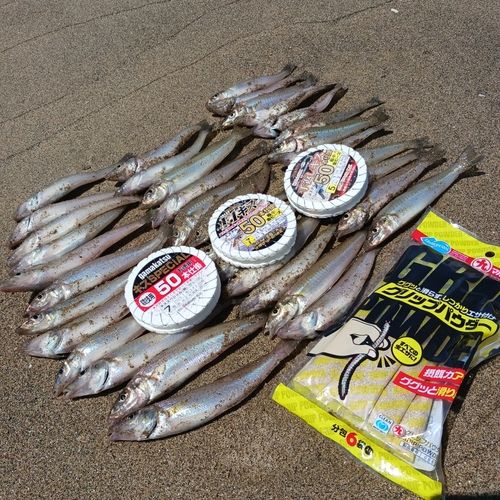 シロギスの釣果