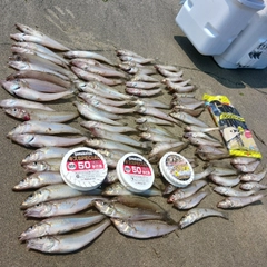 シロギスの釣果