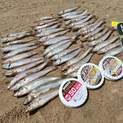 シロギスの釣果