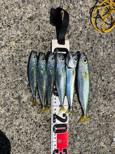 サバの釣果