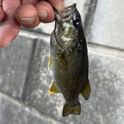 スモールマウスバス