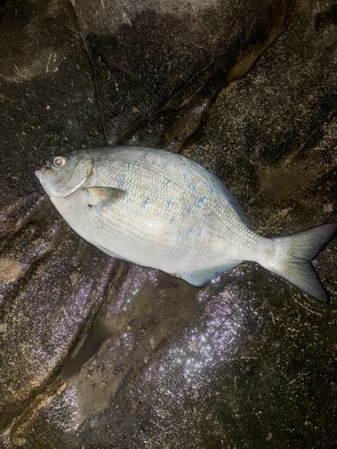 イスズミの釣果