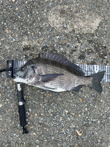 クロダイの釣果