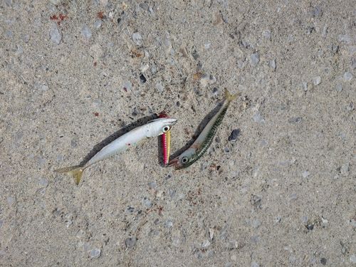 森漁港（茅部）