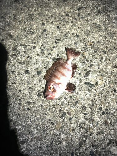 イシモチの釣果