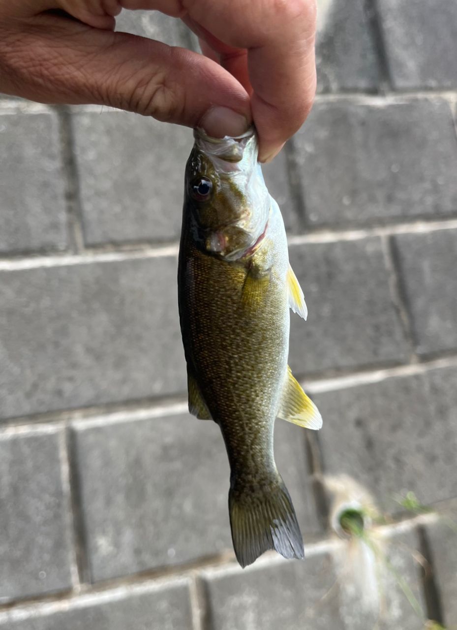 スモールマウスバス