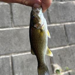 スモールマウスバス