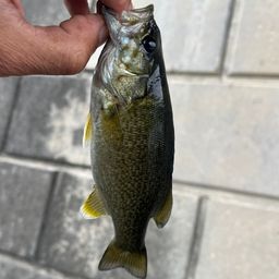 スモールマウスバス